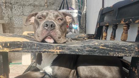 Chill Vibes of a Dog on a Chair wallpaper
