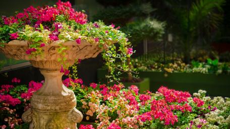 Blooming Serenity in the Garden wallpaper