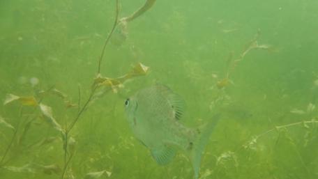 Fish underwater wallpaper