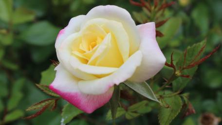Delicate Yellow and Pink Rose in Bloom wallpaper
