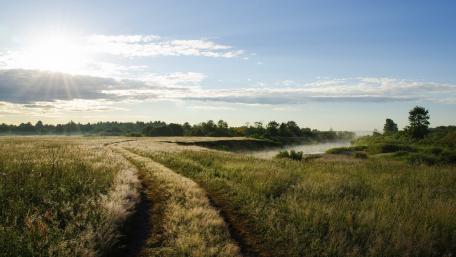 Serene Morning in a Misty Field wallpaper