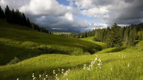 Serene Green Meadow Under Cloudy Sky wallpaper