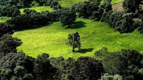 Lush Green Landscape with Majestic Trees wallpaper