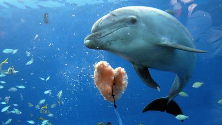 Playful Dolphin Underwater Adventure wallpaper