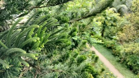 Atop the Pine Tree wallpaper