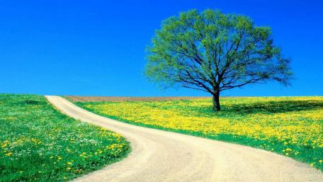 Spring Serenity: A Tree by the Path wallpaper