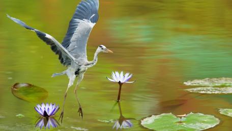 Graceful Heron Amidst Lotus Blossoms wallpaper
