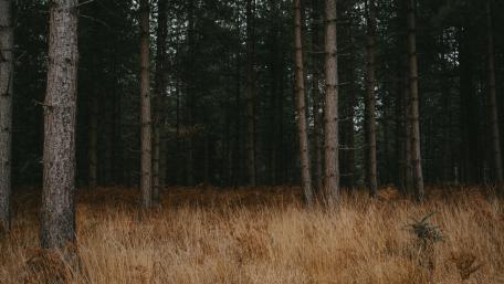 Deep, Serene Spruce Forest wallpaper