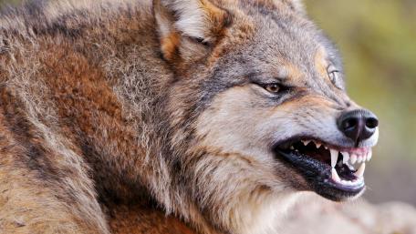 Angry wolf wallpaper