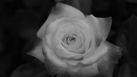 Flower wallpaper