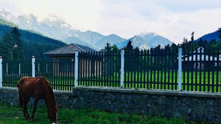 Farm horse wallpaper