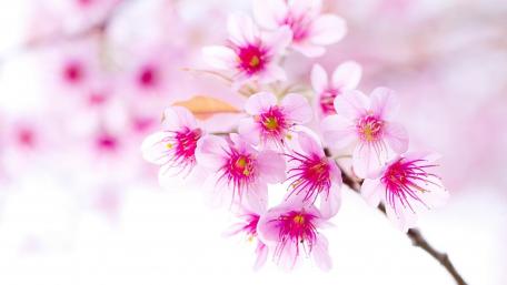 Elegant Cherry Blossom in Blooming Spring Light wallpaper