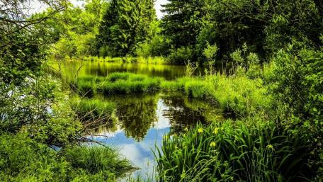 Serene Riparian Oasis of Nature wallpaper
