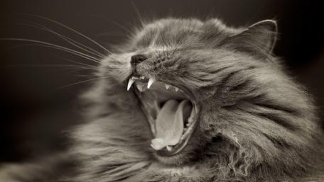Yawning Cat in Monochrome Elegance wallpaper