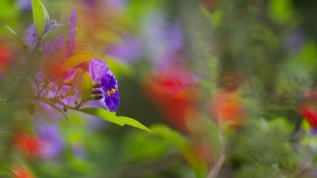 Colorful Floral Serenity in Bloom wallpaper