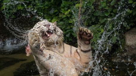 Splash of Wild Energy: Tiger in Playful Motion wallpaper