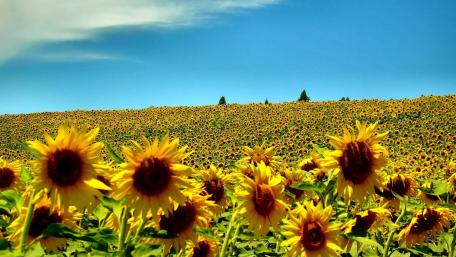 Golden Sunflower Field Under Blue Sky wallpaper