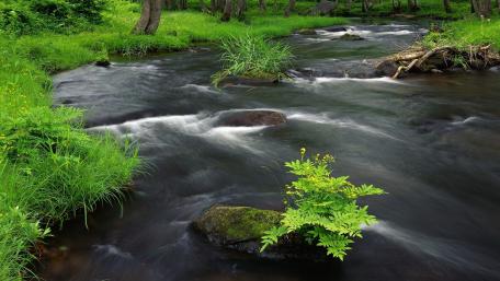 Serene Stream Flowing Through Lush Greenery wallpaper