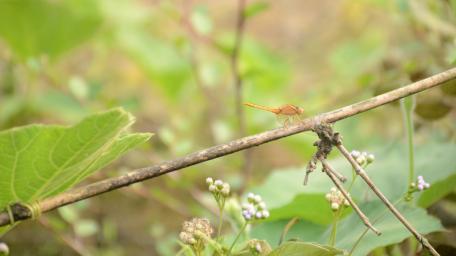 Dragonfly wallpaper