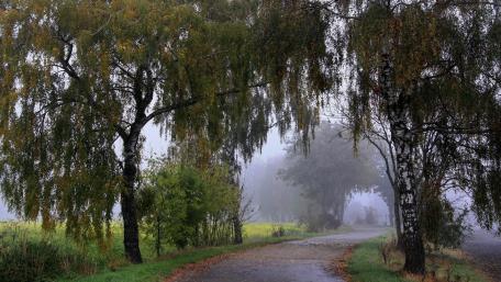 Rainy autumn wallpaper
