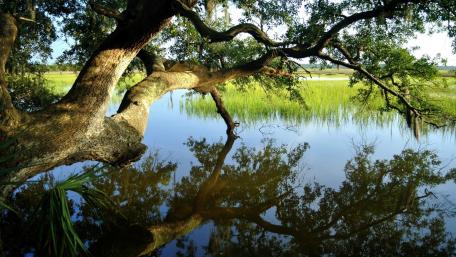 Serene Reflections of Nature's Beauty wallpaper