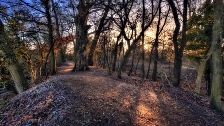Serene Autumn Forest Trail wallpaper