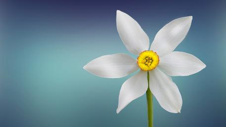 White Daffodil Elegance in Bloom wallpaper