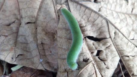Caterpillar wallpaper