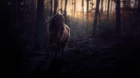 Majestic Horse in a Dark Forest Scene wallpaper