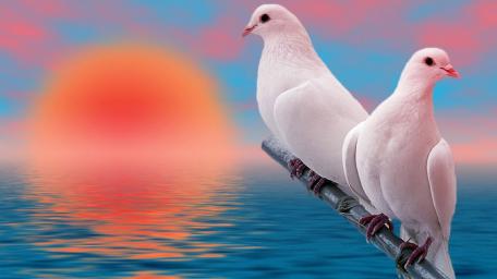 White pigeons wallpaper