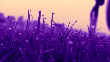 Purple Morning Dew on Grassland wallpaper
