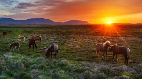 Herd of Icelandic horses wallpaper