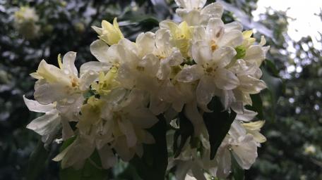 Mok flowers wallpaper