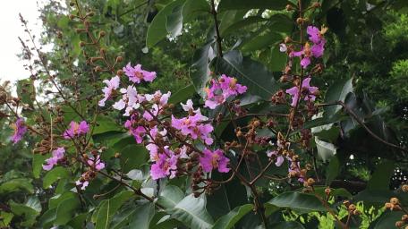 Tabaek flowers wallpaper