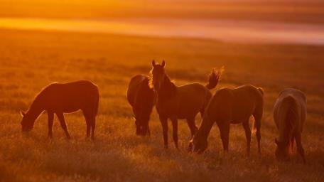 Majestic Horses at Sunset Grazing in the Meadow wallpaper