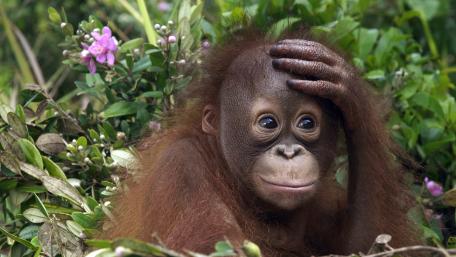 Curious Baby Orangutan in the Jungle wallpaper