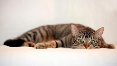 Relaxed Tabby Cat on White Blanket wallpaper