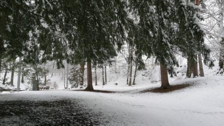 Winter Wonderland in Snowy Forest Scene wallpaper