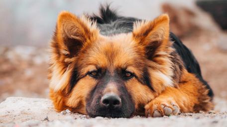 Photo taken of my dog named Baiko wallpaper