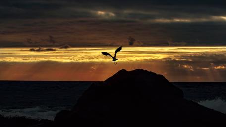 Bird taking off in golden light wallpaper