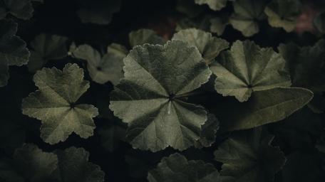 Post rain vegetation wallpaper