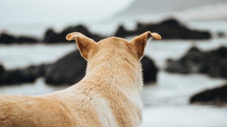 Dog Watching in absolute peace wallpaper