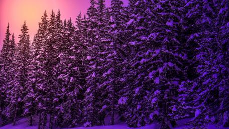 Purple Fir Forest at Sunset wallpaper