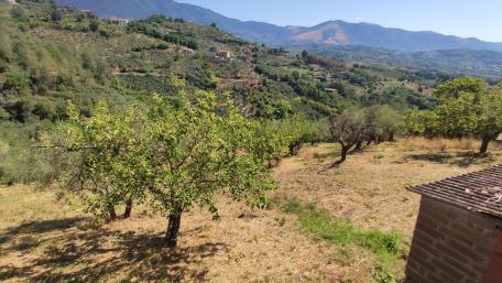 Serene Olive Grove Under Clear Skies wallpaper