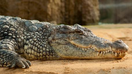 croco wallpaper