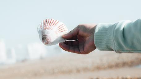 Lost shell wallpaper