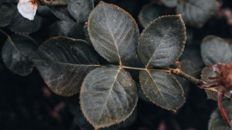 Leaves in Winter wallpaper