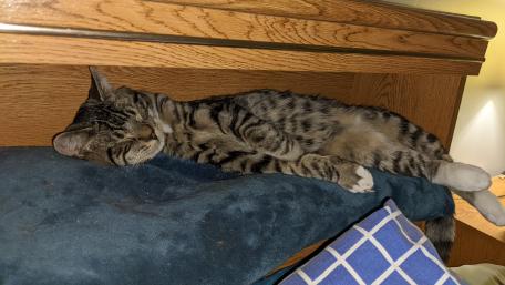 Sleeping Cat wallpaper