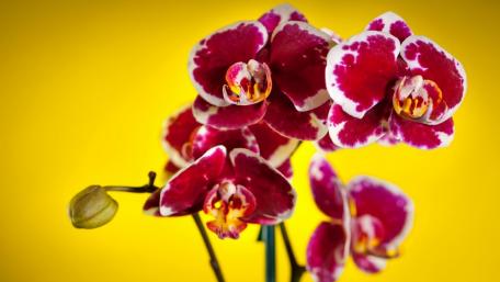 Vibrant Orchid Blooms on Yellow Background wallpaper