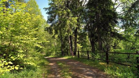 Tranquil Forest Pathway for Nature Lovers wallpaper